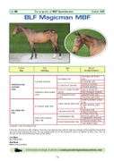 BLF MAGICMAN MBF