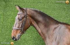 MBF HOUDINI LAST WORDS