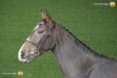 SPRINGROVE FREESTYLE