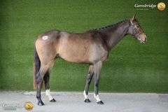 SPRINGROVE FREESTYLE