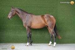 MBF HOUDINI LAST WORDS