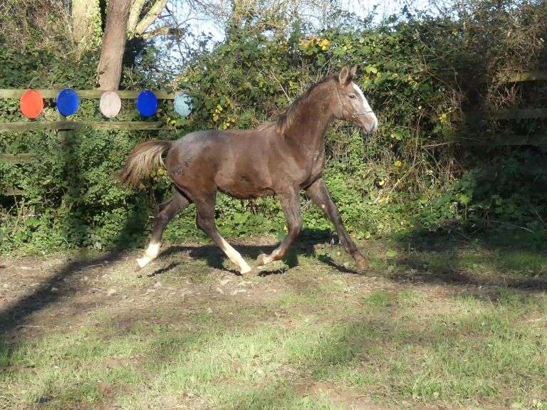 BALLINGLEN JACK THE LAD