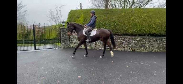 ARDCOLMAN MISTY  MORNING