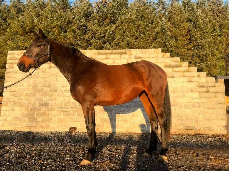 BALLINLOUGH ROYAL ROSIE