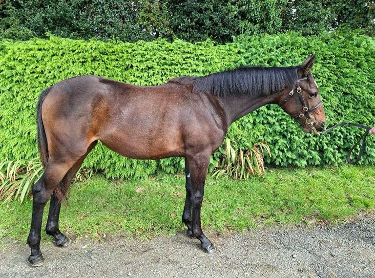 THE LADY HAS A POINT