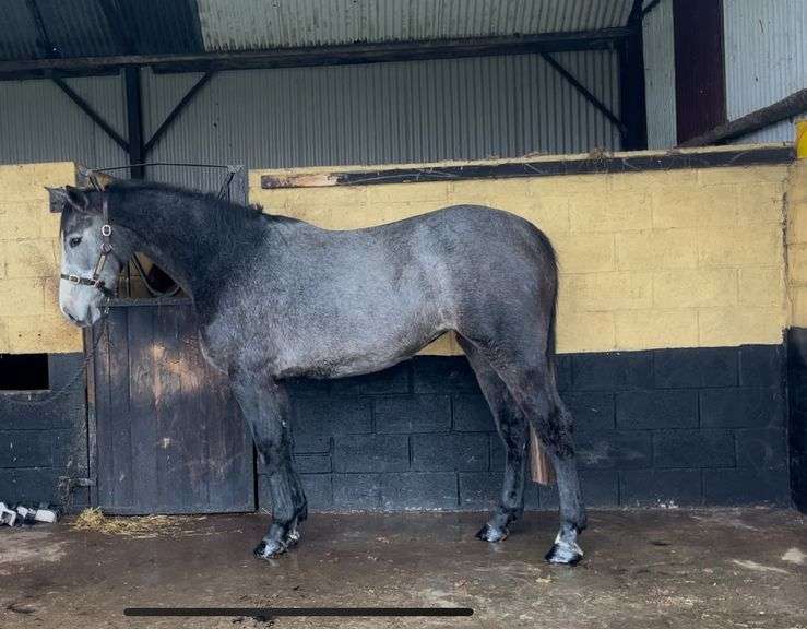 FADOS FAREWELLANGELINA