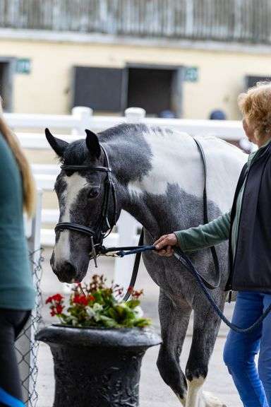 December 4th - 5th Sport Horse Performance Sale (Day 1)