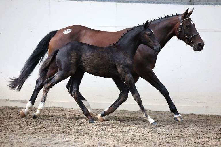 Broodmare, Foal & Yearling Sale- Dec. 6th