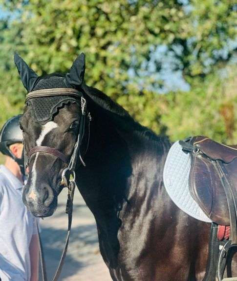 GIGMAN TSAR ALEXANDER