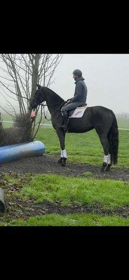 LATSEYCOPPLE DARK FERRO