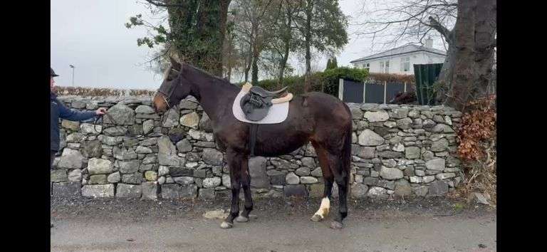 ARDCOLMAN MISTY  MORNING
