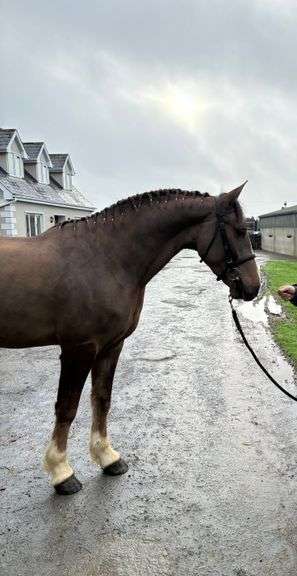 GROWHOWDY LEGACY HUGH