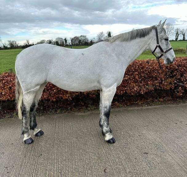 MY QUEEN OF DIAMONDS