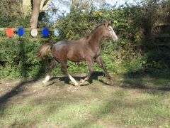 BALLINGLEN JACK THE LAD