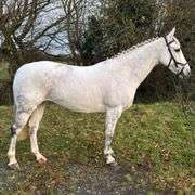 BLESSINGTON POLITICAL FLYER