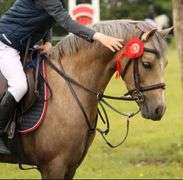 MAYBROCK DOLLY MIXTURE