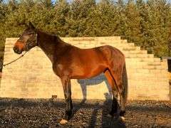 BALLINLOUGH ROYAL ROSIE