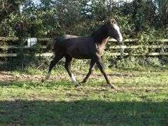 BALLINGLEN JACK THE LAD