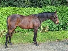 THE LADY HAS A POINT