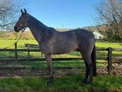 LIMESTONE HARLEY TIME