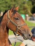 GRANTSTOWN LUCKY LUCK