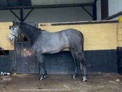 FADOS FAREWELLANGELINA