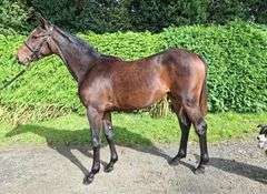 THE LADY HAS A POINT