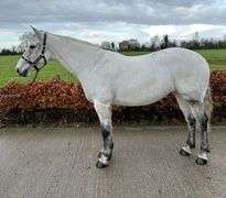 MY QUEEN OF DIAMONDS