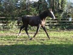 BALLINGLEN JACK THE LAD