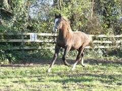 BALLINGLEN JACK THE LAD