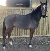 RAHEENAGURREN WHITE REWARD