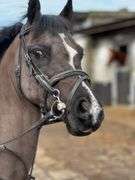 GIGMAN TSAR ALEXANDER