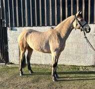 FORT GLEN FREE RUNNER