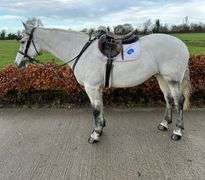 MY QUEEN OF DIAMONDS