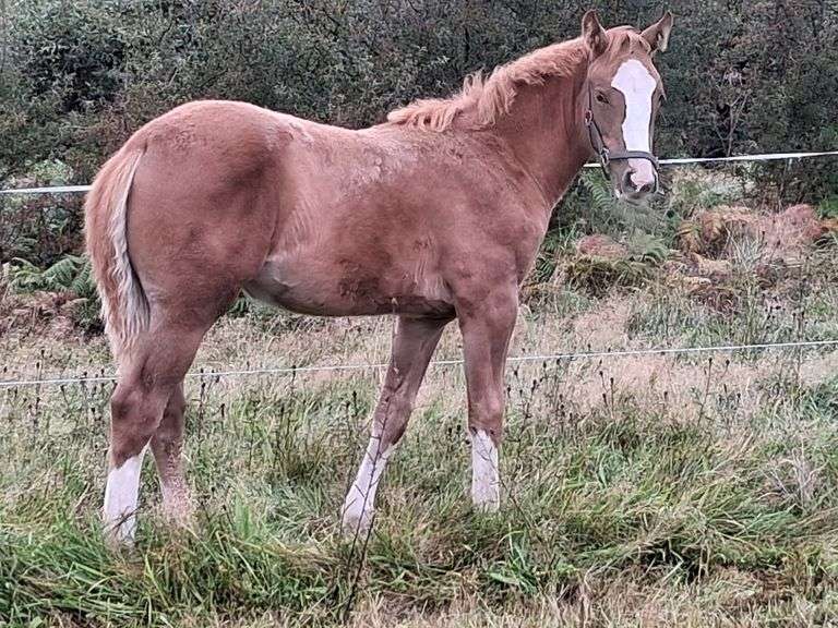 BALLYKMOAK QUEENIE'S JIM'S JILLY Q