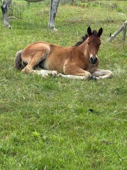 POWER CHAOS DIGNIFIED