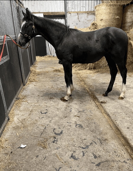 OAKBROOKE REBEL GOLD