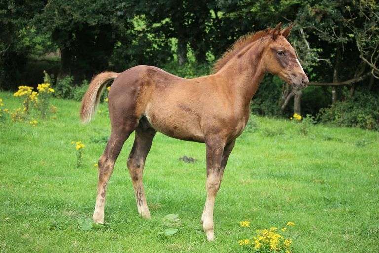 KILLALOE THUNDER BOLT