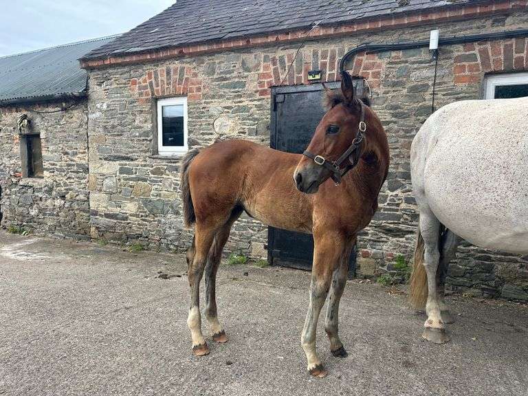 POWER CHAOS DIGNIFIED