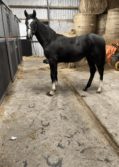 OAKBROOKE REBEL GOLD