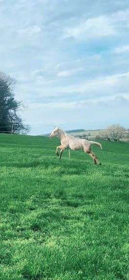 WHITEWELL GOLDEN COOKIE