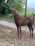 KILLALOE THUNDER BOLT