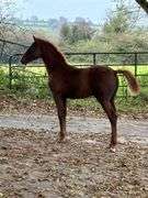 KILLALOE THUNDER BOLT