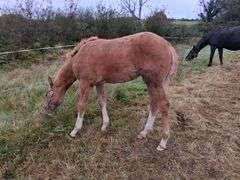 BALLYKMOAK QUEENIE'S JIM'S JILLY Q