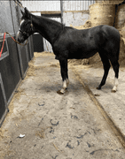 OAKBROOKE REBEL GOLD