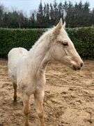 WHITEWELL GOLDEN COOKIE