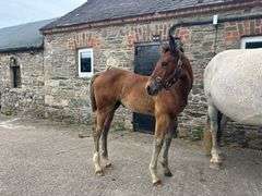 POWER CHAOS DIGNIFIED