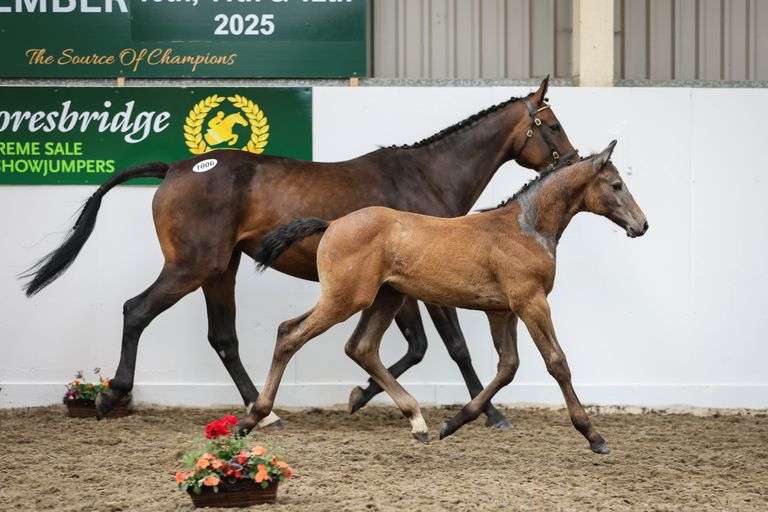 Supreme Sale of Showjumping Foals 2025