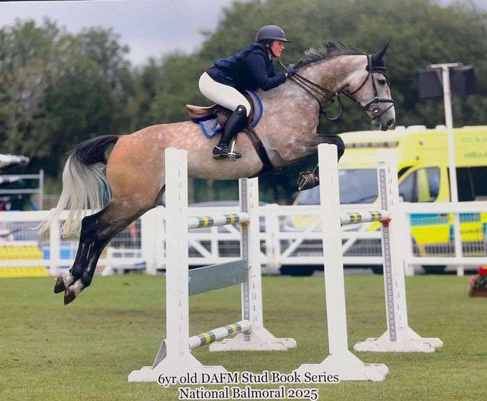 September 1st - 9th Sport Horse Sale (Day 4)