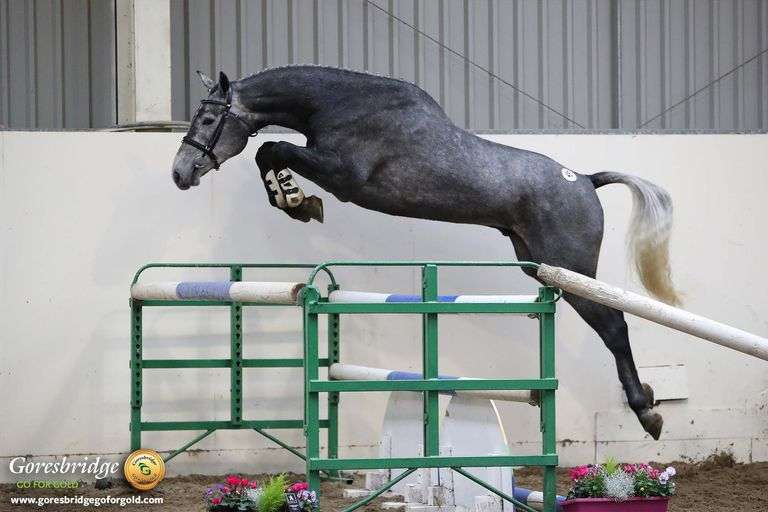 September 2nd- 10th Sport Horse Sale (Day 5)